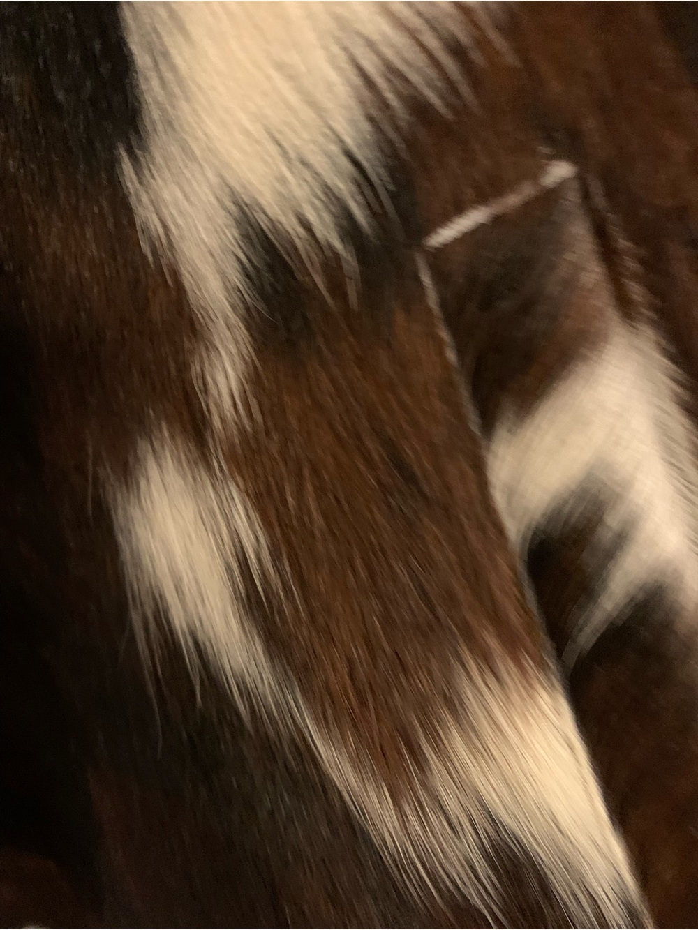 Kuzyk Bobby cowhide jacket - Picture 4 of 5